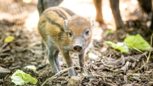 Ostravská zoo odchovává mládě vzácného prasete visajánského