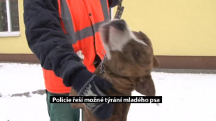 Policie řeší možné týrání mladého psa
