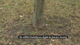 Na sídlišti Kolaříkovo dojde ke kácení stromů