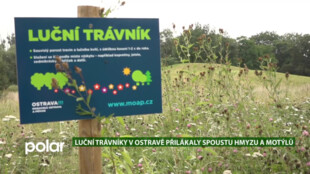 EKO MAGAZÍN: Luční trávníky v Ostravě: pastva pro hmyz a motýly