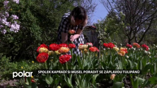 Opavský Spolek Kapradí si musel poradit se záplavou tulipánů. Vykvetly všechny najednou