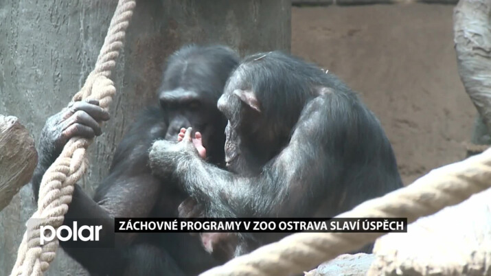 Záchovné programy v ZOO Ostrava slaví úspěch. V krátké době se zde narodili 3 šimpanzi