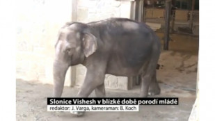 Slonice Vishesh v blízké době porodí mládě