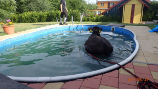 Hasiči zachraňovali krávu ze zahradního bazénu v Orlové