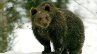 V blízkosti hukvaldské obory se pohybuje medvědice