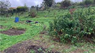 Za krádež zeleniny z cizí zahrady na Jablunkovsku hrozí zloději až dva roky vězení
