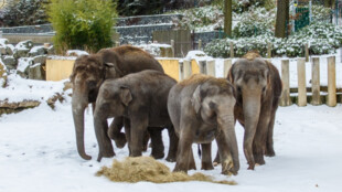 VIDEO: Sloni v ostravské zoo si v zimě užívají 30 minut denně sníh