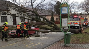 Na jedoucí auto v Orlové spadl strom, byla v něm žena se čtyřletou dcerou a tchyní