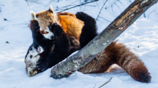 Mládě pandy červené poputuje z Ostravy do Berlína, rodiče už čekají dalšího potomka