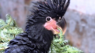 Pár kakadu palmového odchovává v ostravské zoo své první mládě