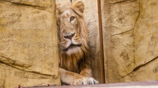 Ostravská ZOO získala dvouletého samce lva indického, lidé už ho mohou vidět ve venkovním výběhu