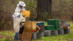 Včelaři v Moravskoslezském kraji dostanou 2 miliony korun na boj se včelím parazitem