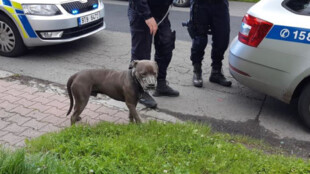 Nezajištěný pes bez náhubku vážně pokousal malou dívku, se zraněním musela na operaci, majitelka nadýchala skoro dvě promile alkoholu