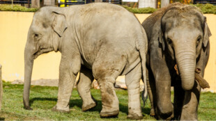 Zoo Ostrava oslaví v sobotu Mezinárodní den slonů