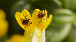 Hygienici očekávají nárůst případů klíšťové encefalitidy v Moravskoslezském kraji