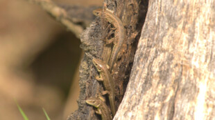 V ostravské zoo vytvářejí líhniště pro ještěrky