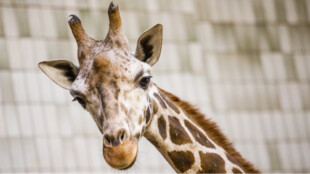 Do ostravské zoo dorazil nový samec žirafy Rothschildovy
