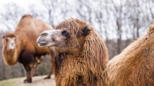 Ostravská zoo už prodloužila otevírací dobu o dvě hodiny navíc
