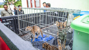 Ochranáři ze Zoo Ostrava a Liberec pomohli dostat za mříže indonéského pašeráka ohrožených druhů zvířat