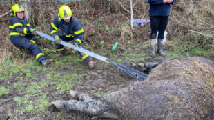 Dramatická záchrana starší klisny v Blahutovicích. Zvíře sklouzlo do potoka, leželo v bahně a nemohlo se hýbat