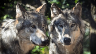 Vlci páchají škody, Moravskoslezský kraj pomůže hospodářům chránit stáda