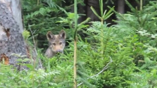 VIDEO: Smečce vlků na česko-polském pomezí Beskyd se narodila vlčata