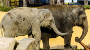 Zoo Ostrava oslaví Den pro slony. Děti dostanou za vysloužilý elektrospotřebič vstupenku zdarma