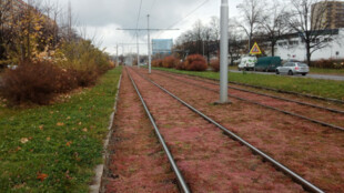 Ostrava zahájila v ulici Horní inovativní ozelenění tramvajové trati