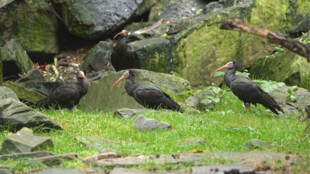 Další ibisi skalní odchovaní v Zoo Ostrava budou létat ve volné přírodě