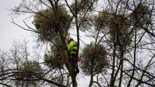 Ostrava zajistí ošetření stovek stromů napadených jmelím bílým