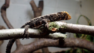 V ostravské zoo se narodila mláďata vzácných krokodýlovců čínských