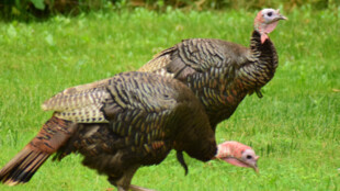 Ptačí chřipka v Rychvaldě a Ostravě zabíjí racky a krocany, chovatelé mají svou drůbež chránit