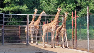 Do ostravské zoo dorazily dvě samice žirafy Rothschildovy