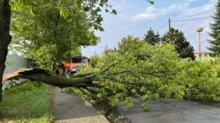 Bouřky opět páchaly škody, hasiči především řezali stromy