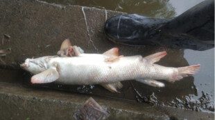 Za úhyn ryb v řece Odře může nedostatek kyslíku ve vodě, potvrdila inspekce