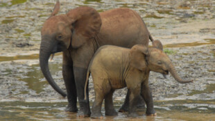 V Zoo Ostrava bude Den pro slony, přineste vysloužilé oblečení a elektro
