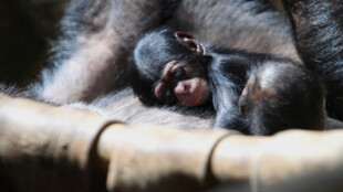 Zoo Ostrava představuje světu nově narozené mládě šimpanze