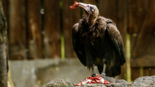 Zoo Ostrava připravila na sobotu Den pro supy