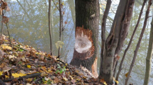 Chráněný bobr kácí stromy za bohumínským aquacentrem