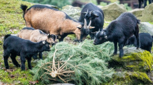 Vánoční stromky obohatí jídelníček zvířat v Zoo Ostrava. Lvům slouží jako hračky