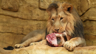Lev indický z ostravské zoo má pomoci s chovem v Zoo Krakov