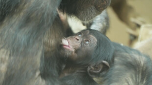 Zoo Ostrava ukázala první fotky i video nedávno narozeného šimpanze