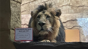 V ostravské zoo se zabydluje nový samec lva indického z Krakova
