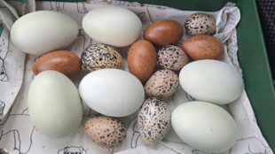 Odborníci z VŠB vyrobili pro Zoo Ostrava reálné modely ptačích vajec