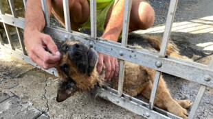 VIDEO: Hasiči zachránili psa, který hlavou uvízl v kovové bráně