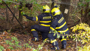 Hasiči v Ostravě zachránili mládě jestřába lesního z ochranné sítě