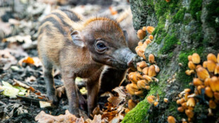 V ostravské zoo se narodila mláďata kriticky ohrožených prasat z Filipín