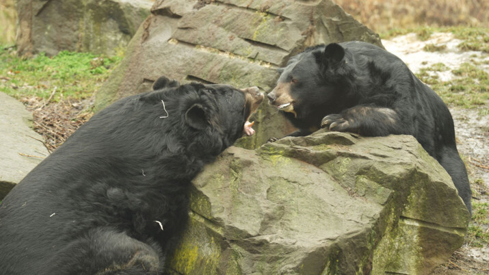 Hasiči asistovali v Zoo Ostrava u seznamování dvou medvědů