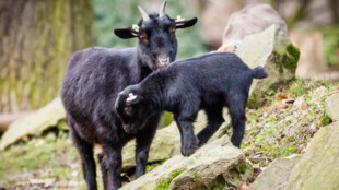 V Zoo Ostrava uhynula koza kvůli plastovým sáčkům od návštěvníků