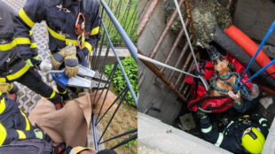 Srnec uvízl v plotě, pes spadl do šachty. Obě zvířata zachránili hasiči